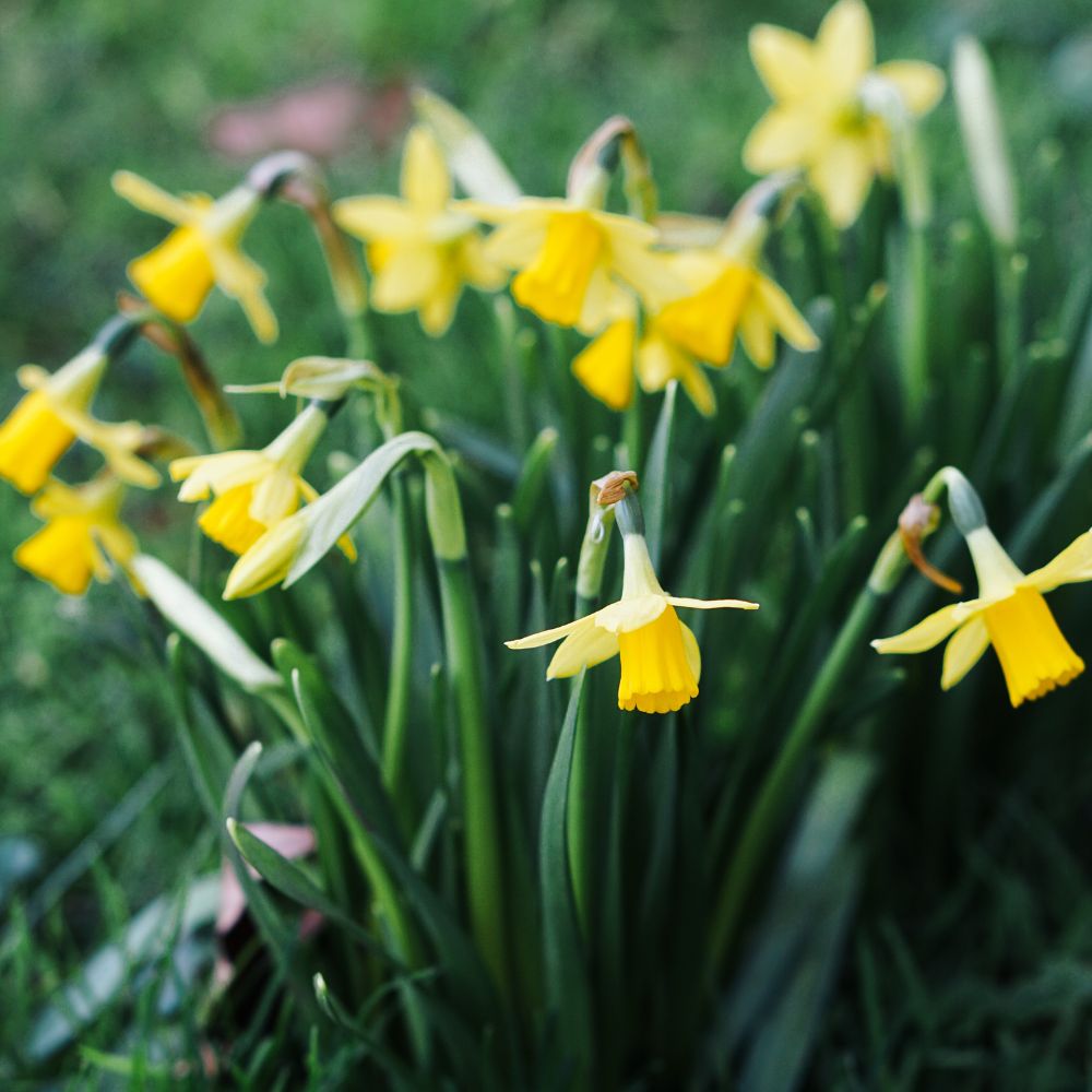 Narcissus 'Tête a tête' (10 bulbs) BIO