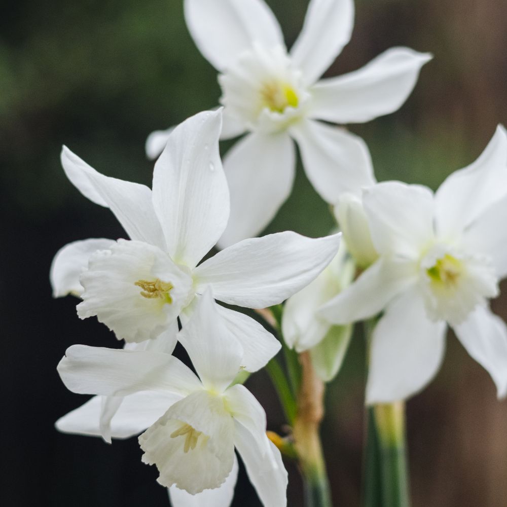 Narcissus 'Thalia' (10 bulbs) BIO