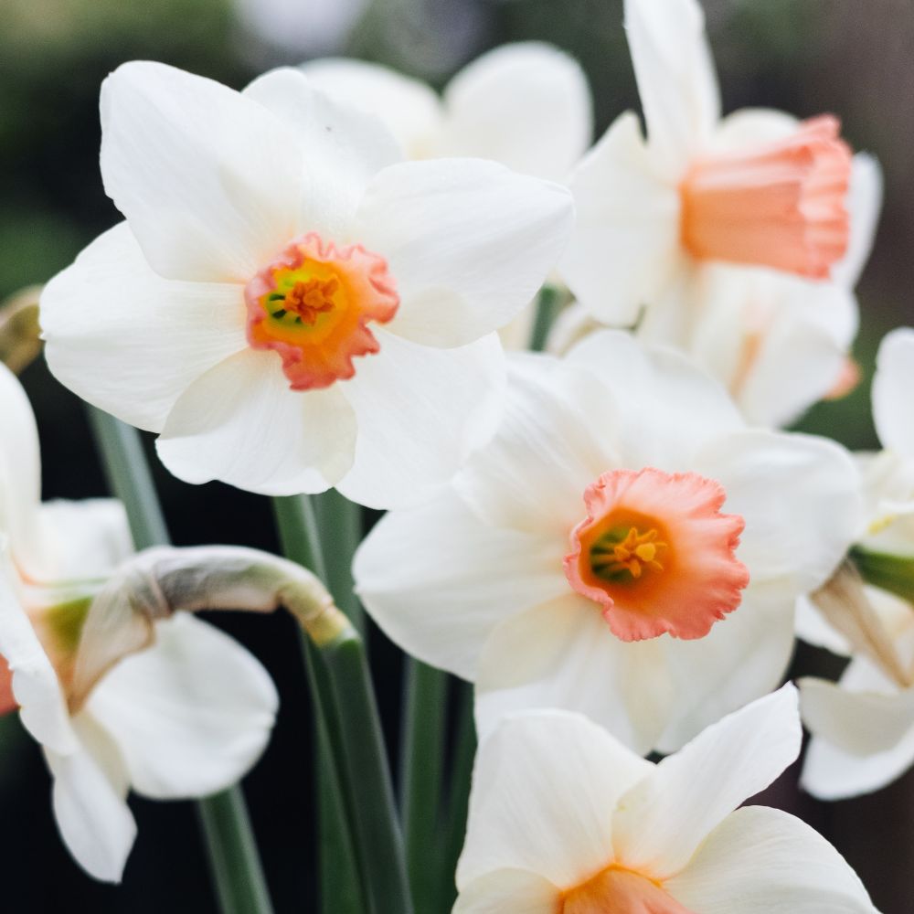 Narcissus 'Accent' (10 bulbs)