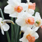 Narcissus 'Accent' (10 bulbs)