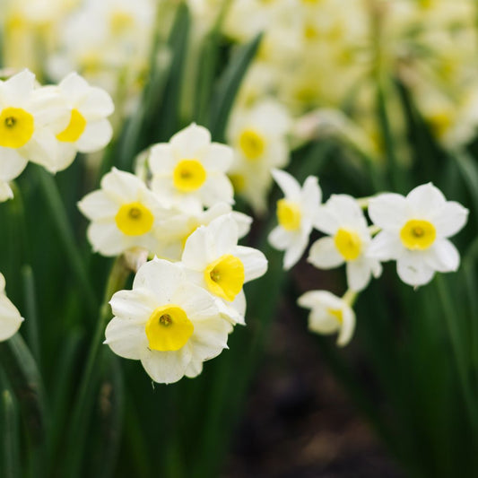 Narcissus 'Minnow' (10 bulbs) BIO