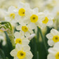 Narcissus 'Minnow' (10 bulbs) BIO