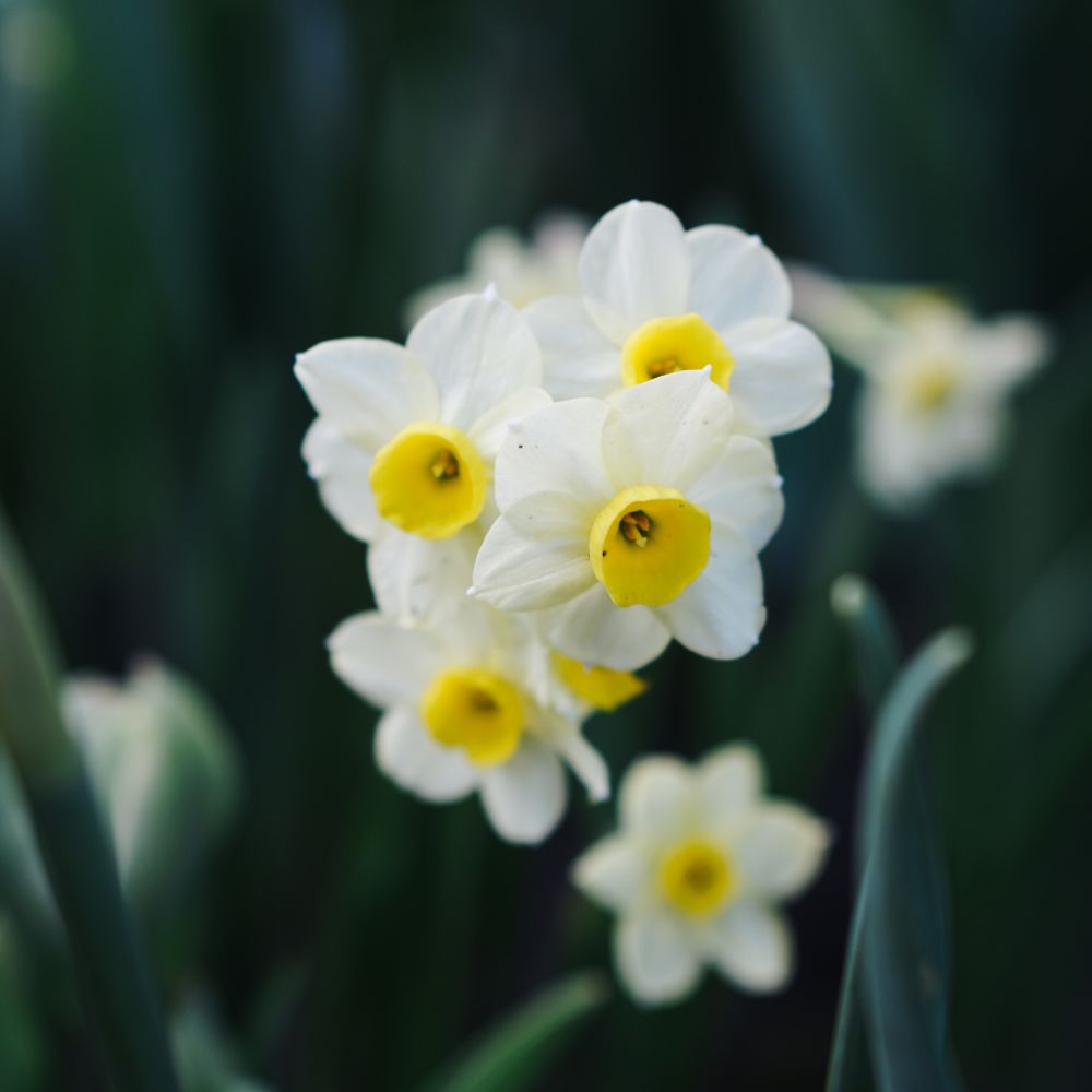 Narcissus 'Minnow' (10 bulbs) BIO