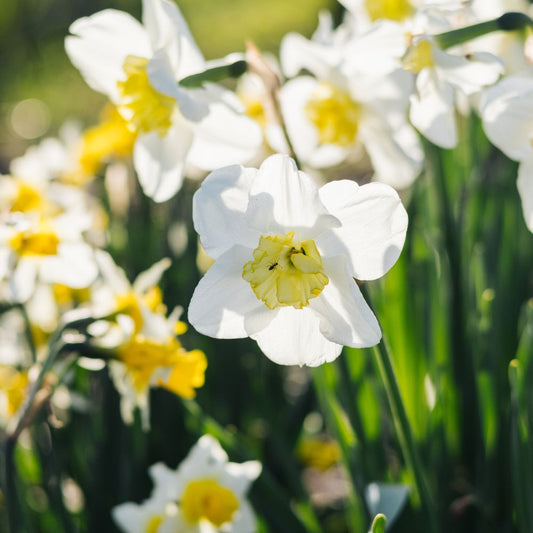 Narcissus 'Papillon Blanc' (10 bulbs) BIO