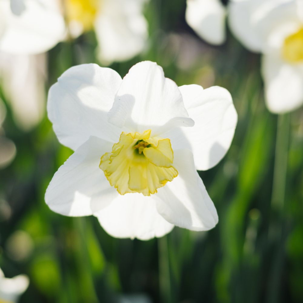 Narcissus 'Papillon Blanc' (10 bulbs) BIO