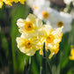 Narcissus 'Sun Disc' (10 bulbs) BIO