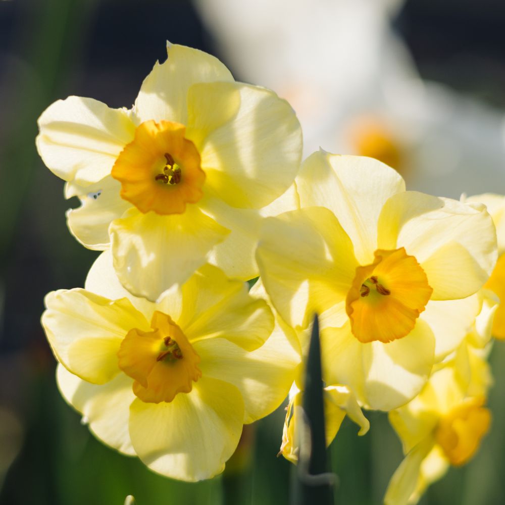 Narcissus 'Sun Disc' (10 bulbs) BIO