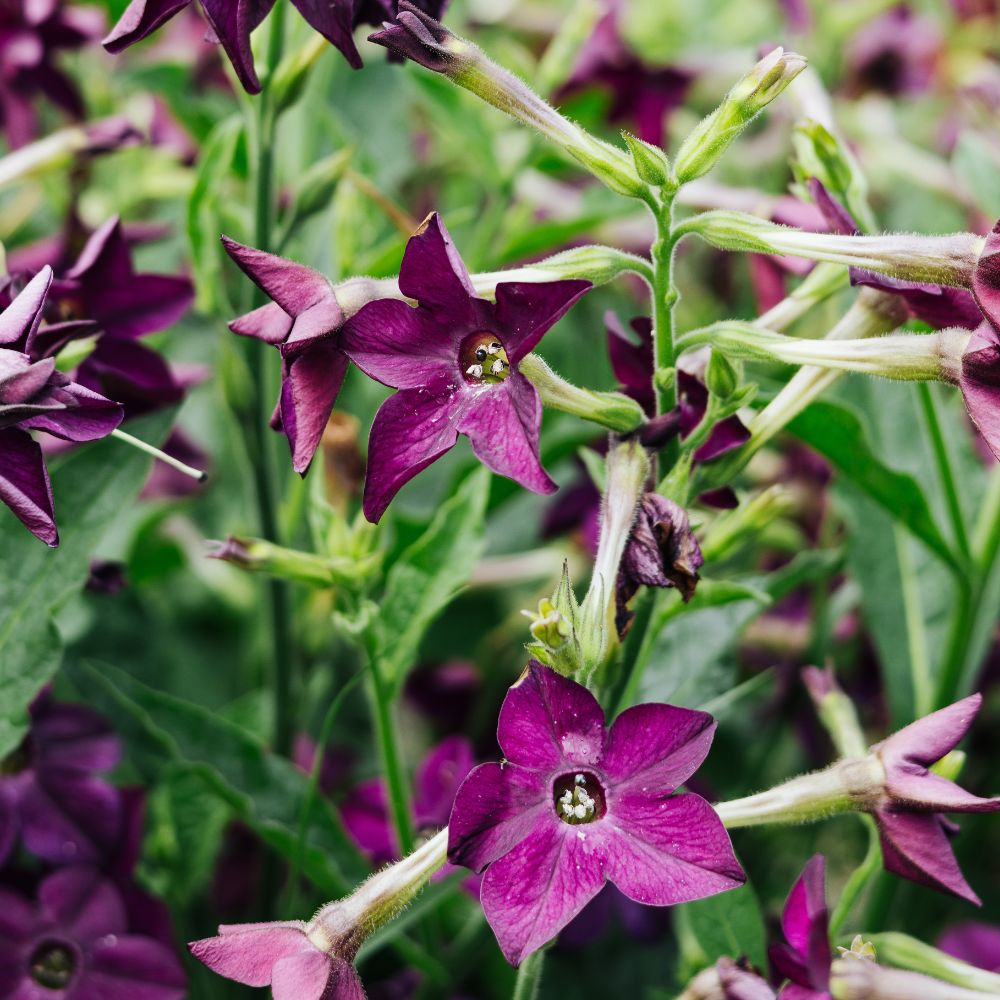 Nicotiana sanderae 'Perfume Deep Purple' (ornamental tobacco)