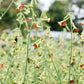 Nicotiana x hybrida 'Tinkerbell' (ornamental tobacco)