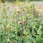 Nicotiana x hybrida 'Tinkerbell' (ornamental tobacco)