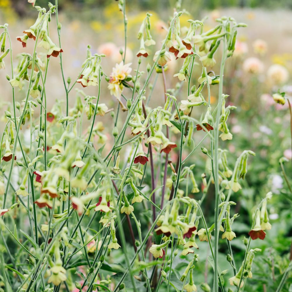 Nicotiana x hybrida 'Tinkerbell' (ornamental tobacco)