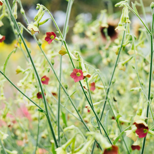 Nicotiana x hybrida 'Tinkerbell' (ornamental tobacco)