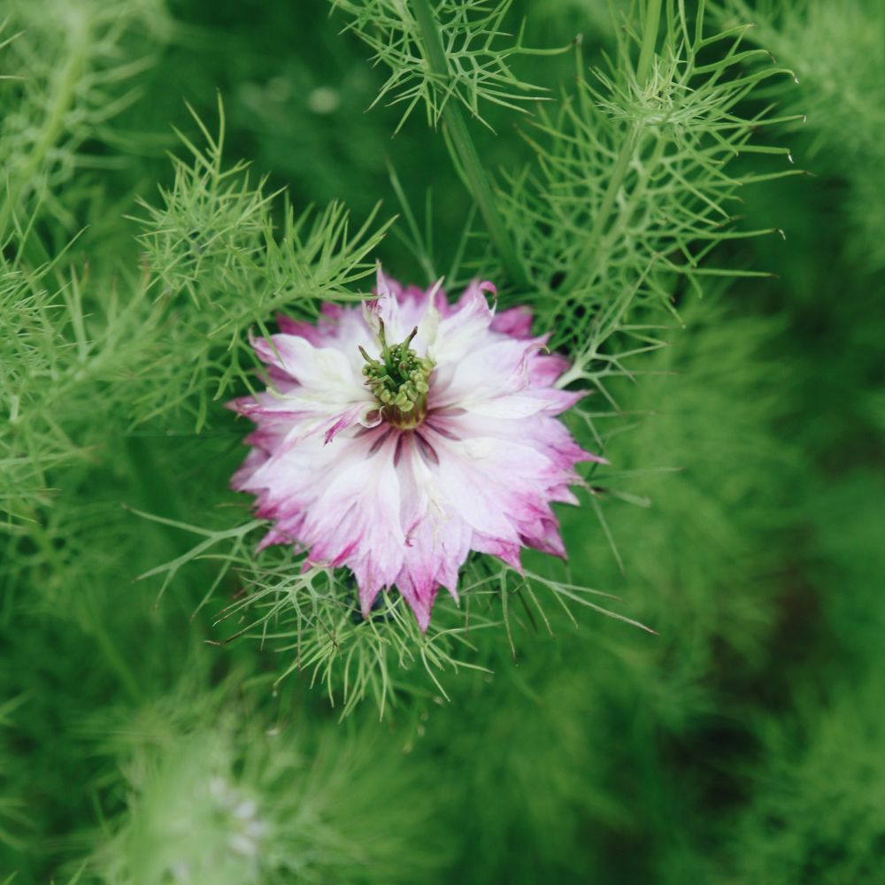 Nigella damascena 'Miss Jekyll mix' (miss in green) BIO