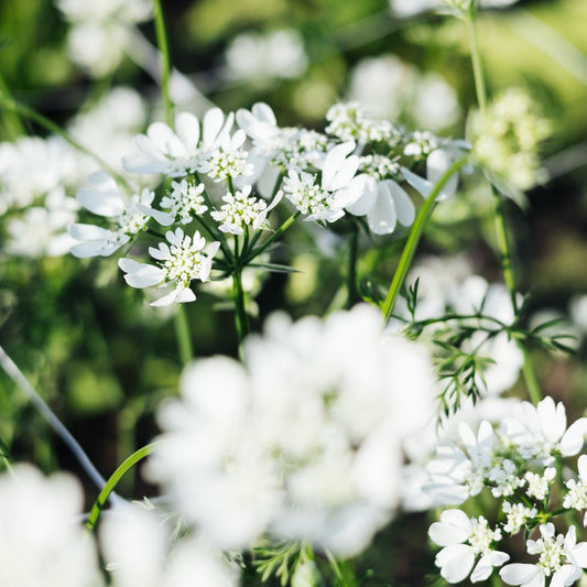 Orlaya grandiflora 'White Lace' (ray screen) BIO