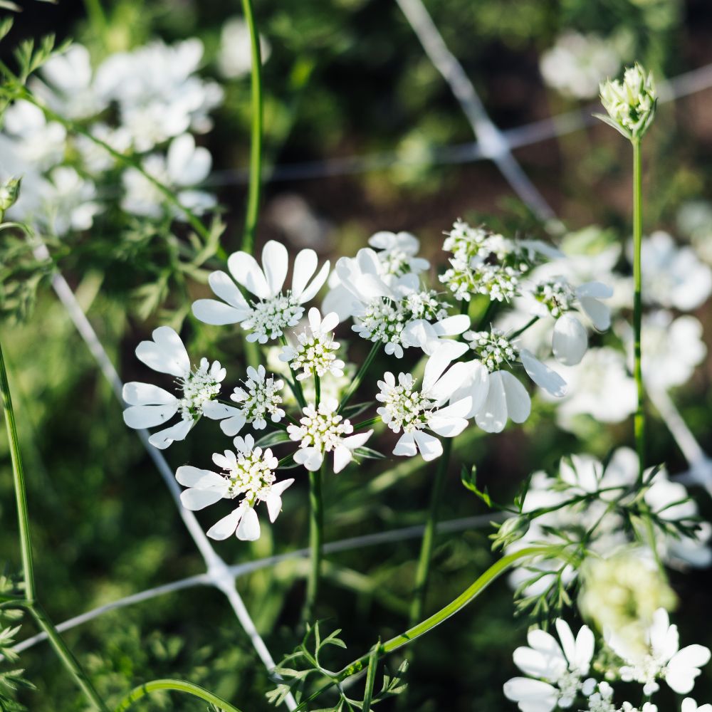 Orlaya grandiflora 'White Lace' (ray screen) BIO