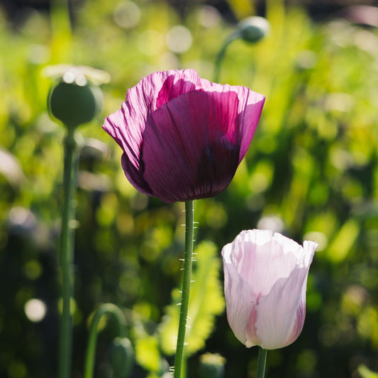 Papaver somniferum 'Lauren's Grape' (sleeping bulb)