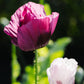 Papaver somniferum 'Lauren's Grape' (sleeping bulb)