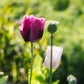 Papaver somniferum 'Lauren's Grape' (sleeping bulb)