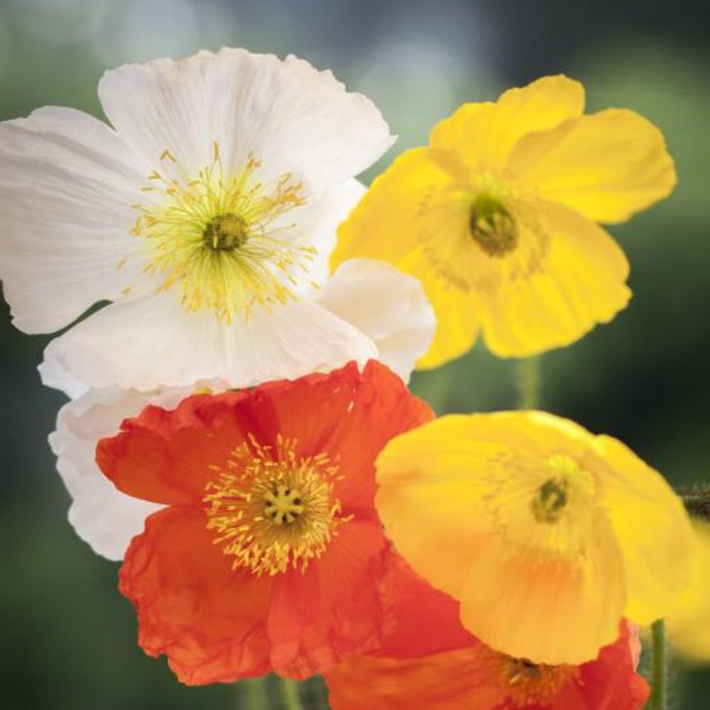 Papaver nudicaule 'Wind Song' (Icelandic poppy)