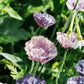 Papaver rhoeas 'Amazing Grey' (poppy)