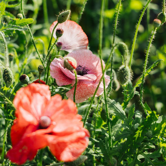 Papaver rhoeas 'Dawn Chorus' (large poppy)