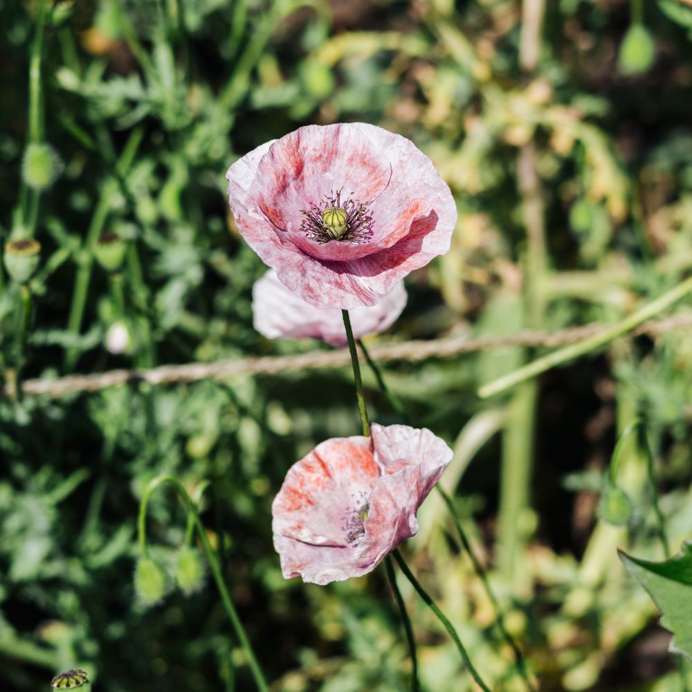 Papaver rhoeas 'Mother of Pearl' (poppy)