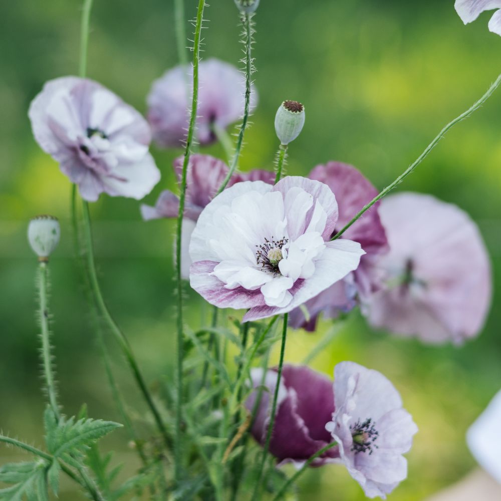 Papaver rhoeas 'Pandora' (poppy)