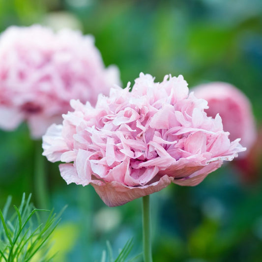 Papaver somniferum 'Pale Rose Peony' (sleeping bulb)