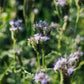 Phacelia tanacetifolia (bee bread) BIO