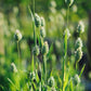 Phalaris canariensis (canary seed)