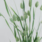 Phalaris canariensis (canary seed)