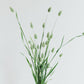 Phalaris canariensis (canary seed)