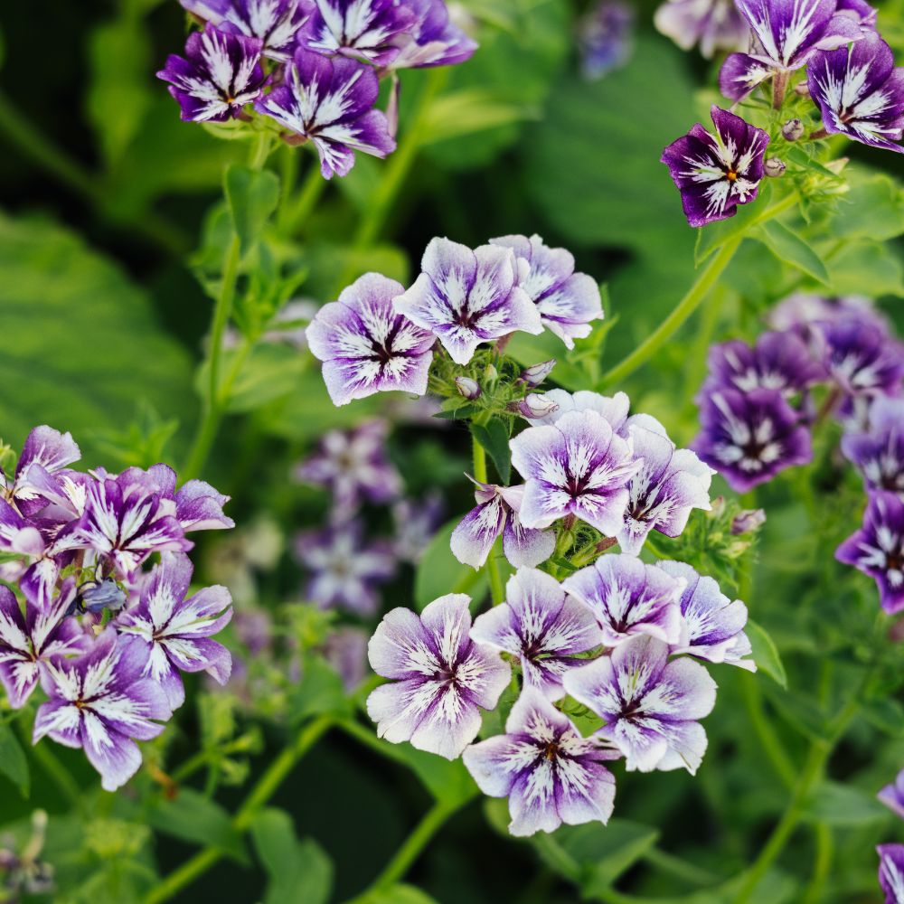 Phlox 'Sugar Stars' (flame flower)