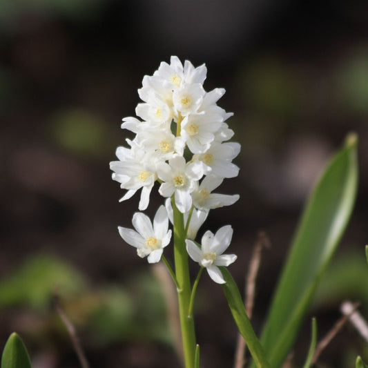 Puschkinia scilloides var. libanotica 'Alba' (striped squill, 10 bulbs) BIO