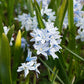 Puschkinia scilloides var. libanotica (striped squill, 10 bulbs) BIO