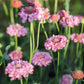 Scabiosa atropurpurea 'Salmon Queen' (dovewort)