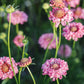 Scabiosa atropurpurea 'Salmon Queen' (dovewort)