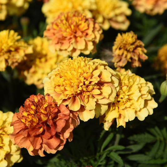 Tagetes patula 'Strawberry Blonde' (African Marigold)