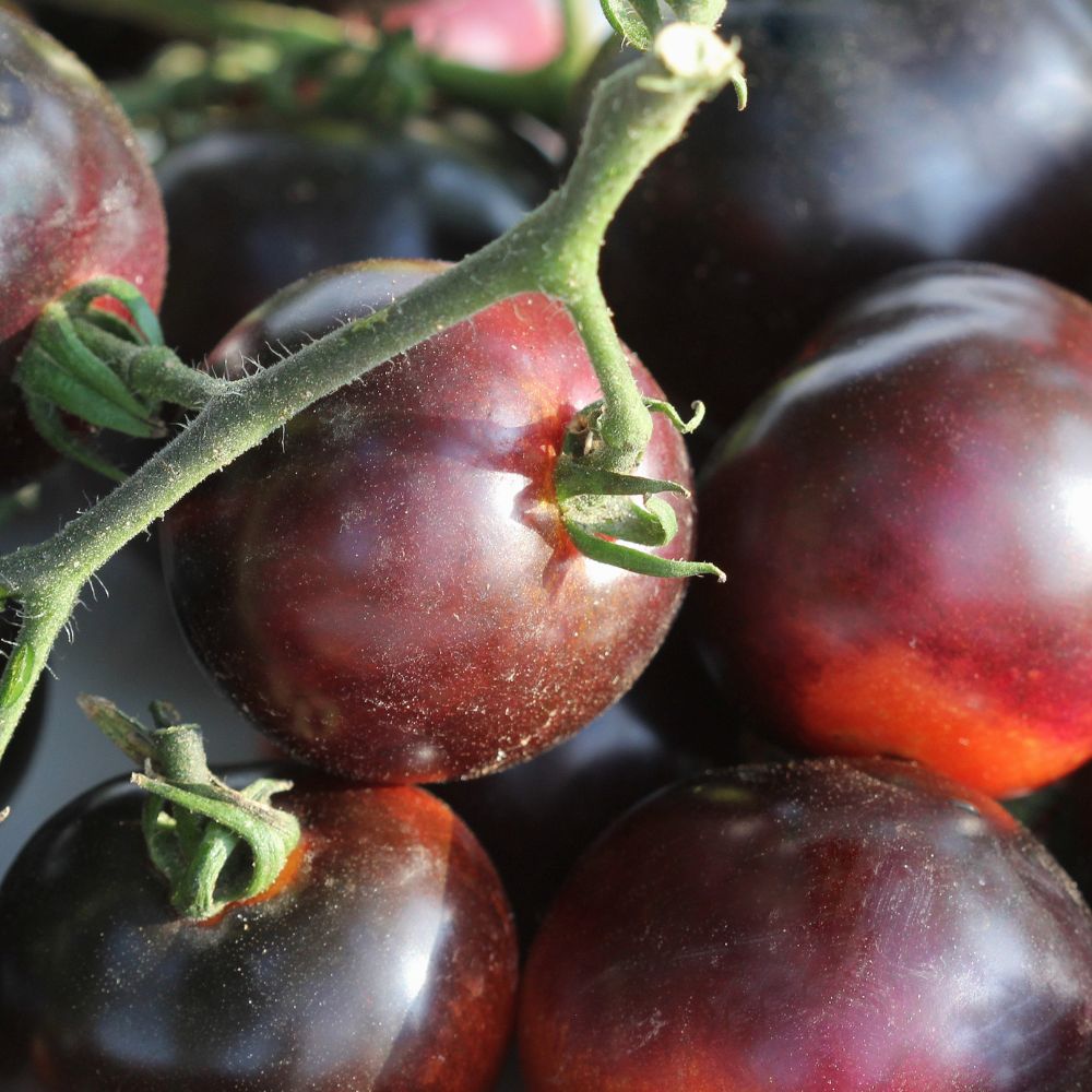 Tomato 'Indigo Rose'