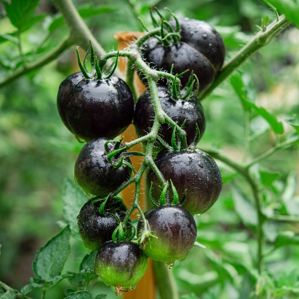 Tomato 'Indigo Rose'