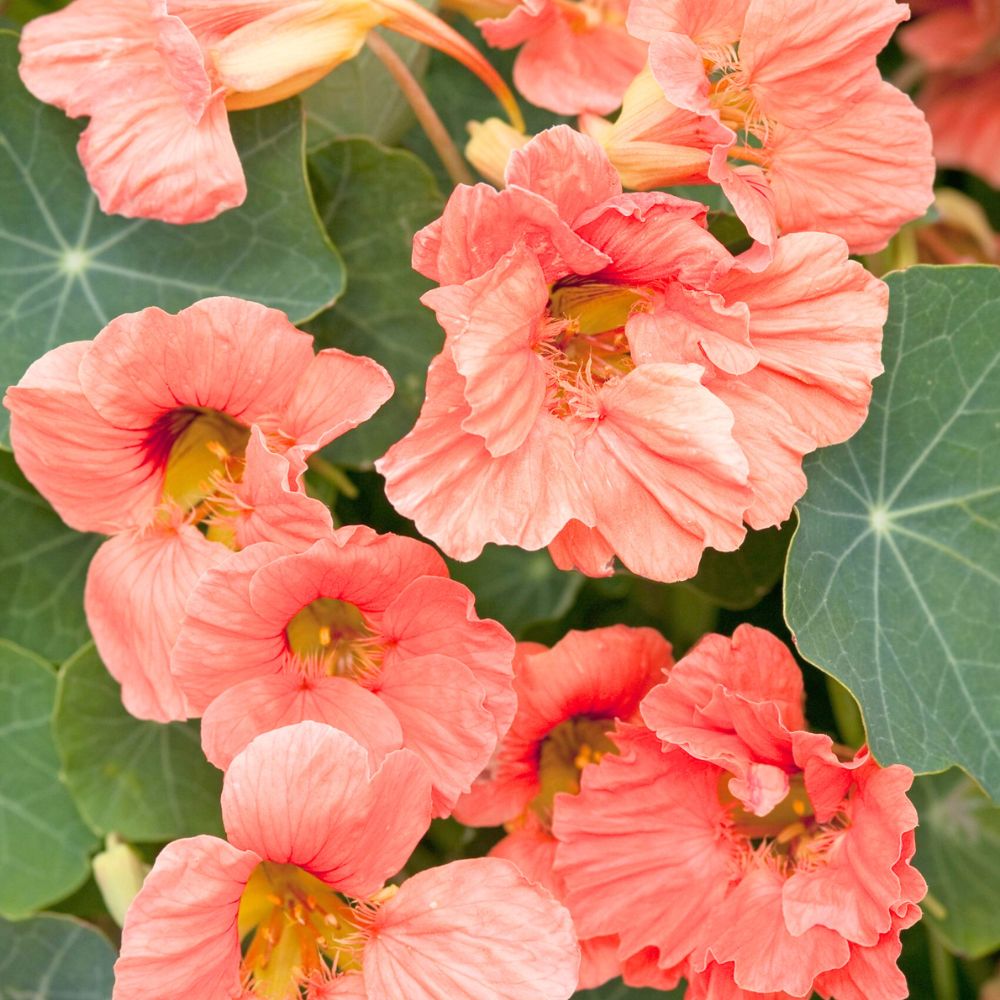 Tropaeolum minus 'Salmon Baby' (nasturtium)