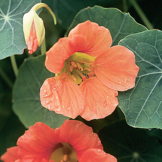 Tropaeolum minus 'Vesuvius' (East Indian cherry)