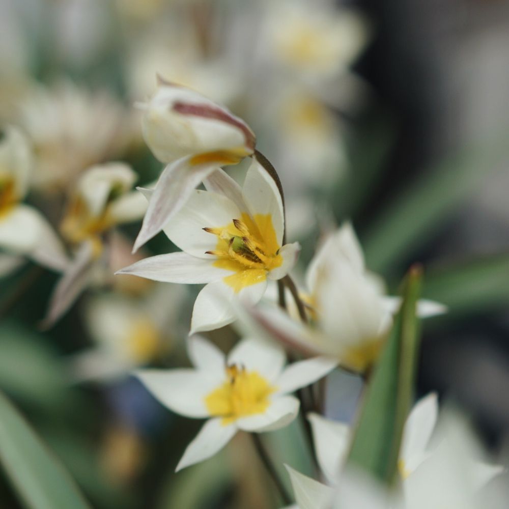 Tulipa turkestanica (wild tulip, 20 bulbs)