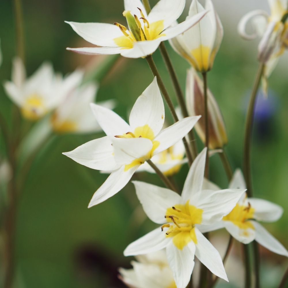 Tulipa turkestanica (wild tulip, 20 bulbs)