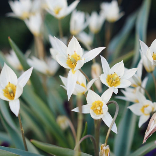 Tulipa turkestanica (wild tulip, 20 bulbs)