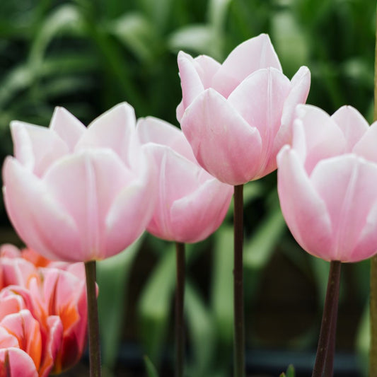 Tulip 'Mango Charm' (15 bulbs)