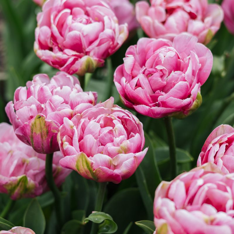 Tulip 'Amazing Grace' (10 bulbs)