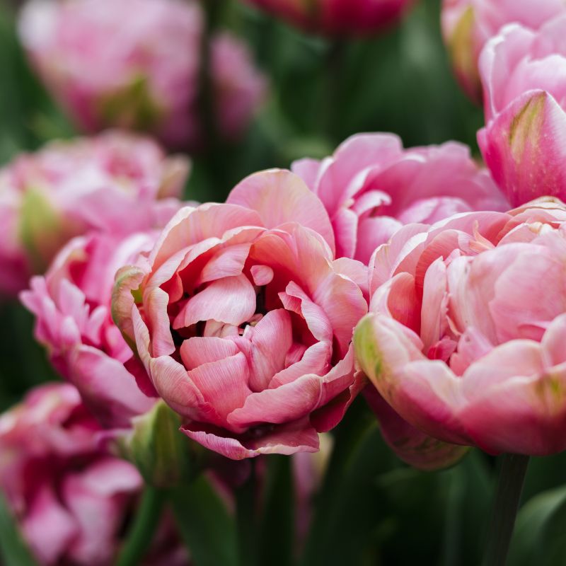 Tulip 'Amazing Grace' (10 bulbs)