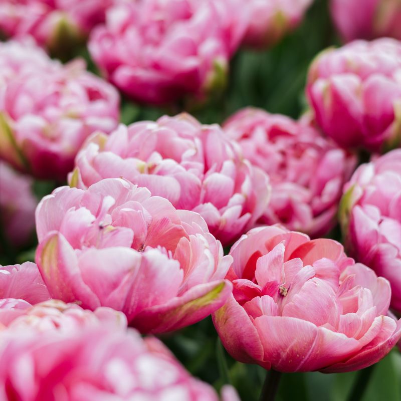 Tulip 'Amazing Grace' (10 bulbs)