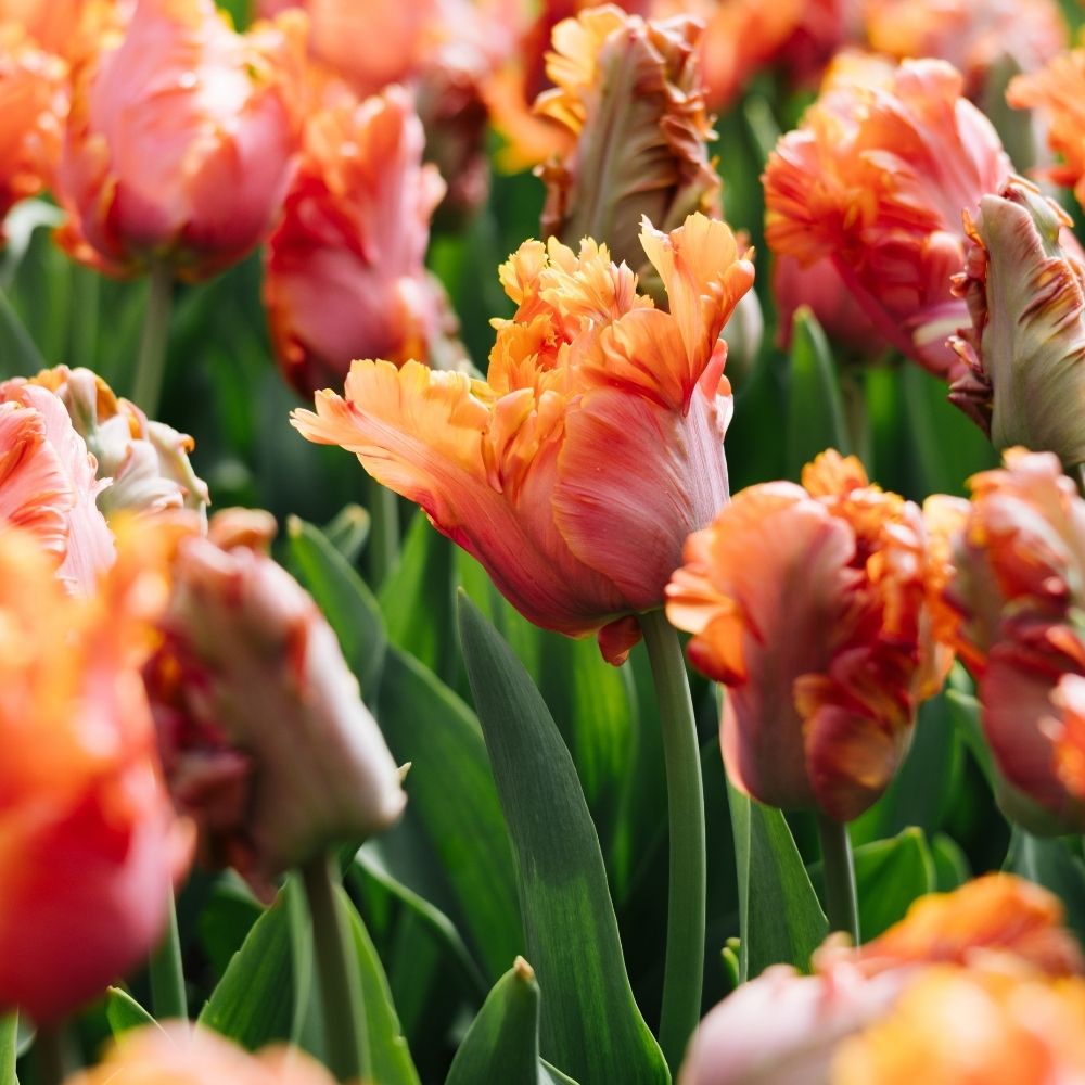 Tulip 'Amazing Parrot' (15 bulbs)